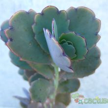 A photo of Kalanchoe fedtschenkoi
