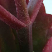 Una foto de Kalanchoe longiflora