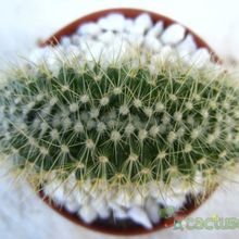 A photo of Mammillaria rhodantha ssp. pringlei fma. crestada