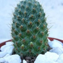Una foto de Rebutia spegazziniana