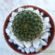 Una foto de Rebutia spegazziniana