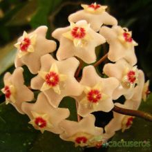 A photo of Hoya carnosa var. carnosa