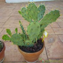 A photo of Opuntia dillenii