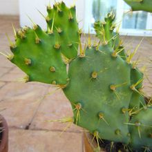 A photo of Opuntia dillenii
