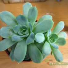 Una foto de Echeveria runyonii