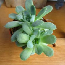 Una foto de Echeveria runyonii