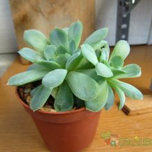 Una foto de Echeveria runyonii