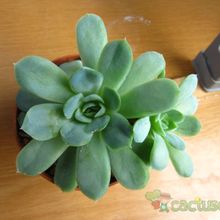 Una foto de Echeveria runyonii