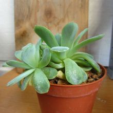Una foto de Echeveria runyonii