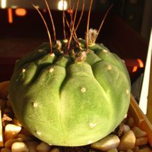 A photo of Matucana madisoniorum