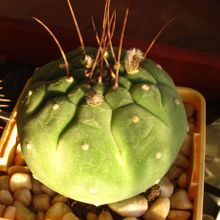 A photo of Matucana madisoniorum