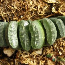 A photo of Haworthia truncata