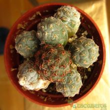 Una foto de Maihueniopsis bonnieae