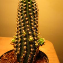A photo of Pygmaeocereus bylesianus