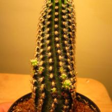 A photo of Pygmaeocereus bylesianus