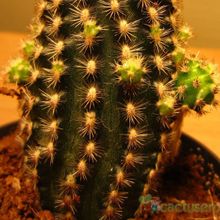 A photo of Pygmaeocereus bylesianus