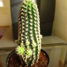 A photo of Pygmaeocereus bylesianus