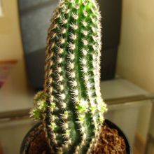 A photo of Pygmaeocereus bylesianus