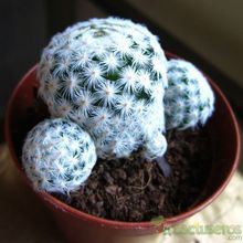 A photo of Mammillaria herrerae