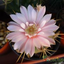 Una foto de Gymnocalycium eurypleurum