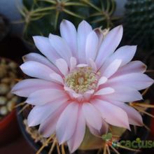 Una foto de Gymnocalycium eurypleurum