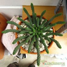 Una foto de Euphorbia inermis