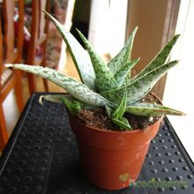 Una foto de Aloe rauhii