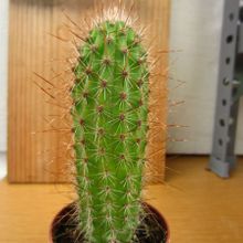 A photo of Stenocereus thurberi subsp. thurberi