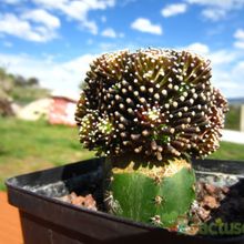 Una foto de Mammillaria luethyi