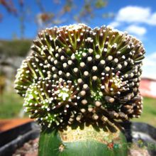 Una foto de Mammillaria luethyi