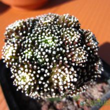Una foto de Mammillaria luethyi