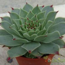 A photo of Sempervivum calcareum