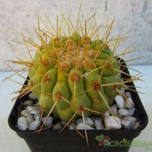 A photo of Copiapoa gigantea
