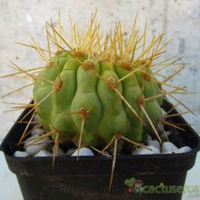 A photo of Copiapoa gigantea