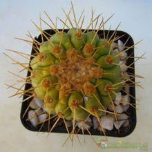 A photo of Copiapoa gigantea