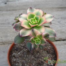 Una foto de Aeonium haworthii cv kiwi