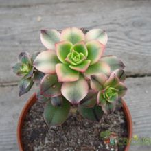 Una foto de Aeonium haworthii cv kiwi