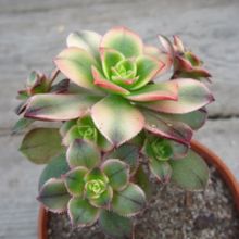 Una foto de Aeonium haworthii cv kiwi