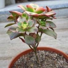 Una foto de Aeonium haworthii cv kiwi