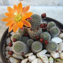 A photo of Rebutia heliosa x pulvinosa cv. sunrise (HIBRIDO)
