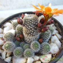 A photo of Rebutia heliosa x pulvinosa cv. sunrise (HIBRIDO)