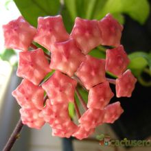A photo of Hoya carnosa var. carnosa