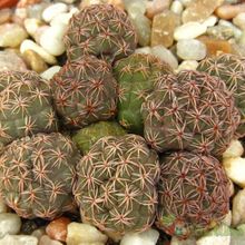 Una foto de Maihueniopsis bonnieae