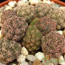 Una foto de Maihueniopsis bonnieae