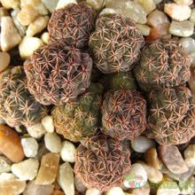 Una foto de Maihueniopsis bonnieae
