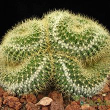A photo of Mammillaria rhodantha ssp. pringlei fma. crestada