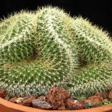 A photo of Mammillaria rhodantha ssp. pringlei fma. crestada