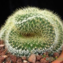 A photo of Mammillaria rhodantha ssp. pringlei fma. crestada