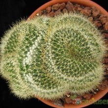 A photo of Mammillaria rhodantha ssp. pringlei fma. crestada