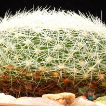 Una foto de Mammillaria lenta